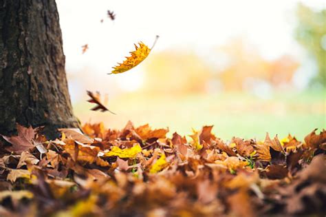 Autumn Leaves Falling From The Tree Stock Photo Download Image Now