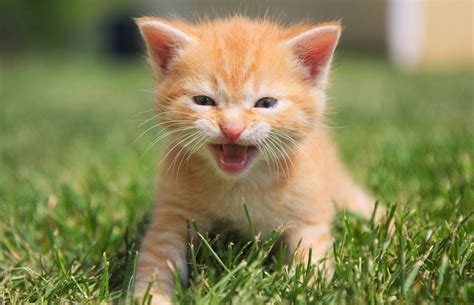 Free Orange Kittens Portrait Of A Red Kitten With Blue Eyes I Love