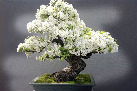 Outdoor Bonsai Plants - 30 Bonsai Plants Pictures