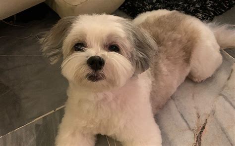 Bella The Maltese Shih Tzu Who Only Has Eyes For Daddy Free Malaysia