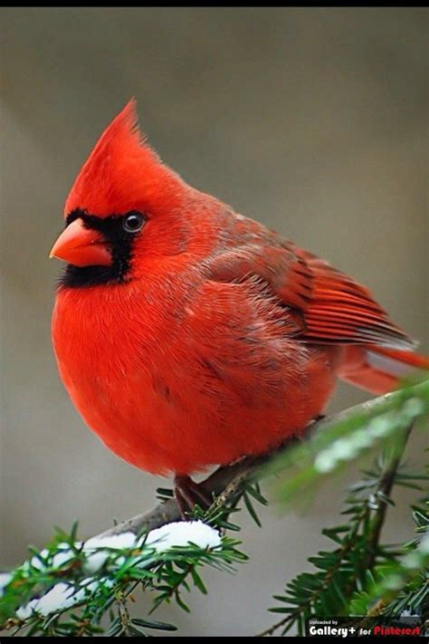 Norther Cardinal Male Beauty Beautiful Birds Pet Birds Bird Pictures