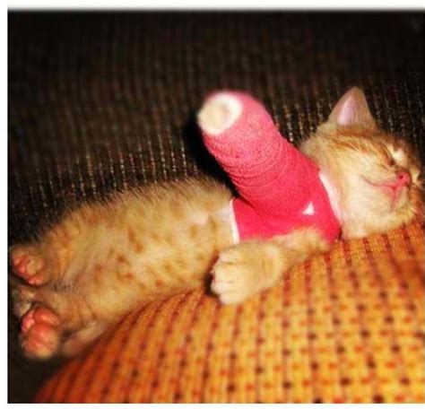 Broken Arm Kitten Cute Kittens Funny Animals Funny Cats Funniest