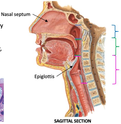 Pharynx And Larynx Flashcards Quizlet