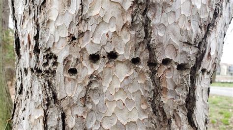 Why Are There Mysterious Holes In This Tree Youtube