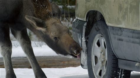 moose life of a twig eater why do moose enjoy licking cars nature pbs