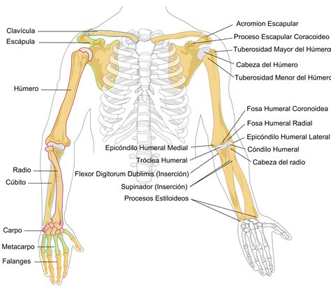 Cuáles son los huesos del brazo y antebrazo Curiosoando