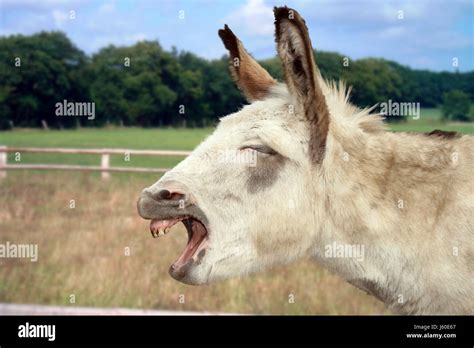Laughing Donkey Stock Photo Alamy