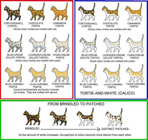 How does the description work? Tortoiseshell Cat Coat Patterns and Colors | Meow Barkers
