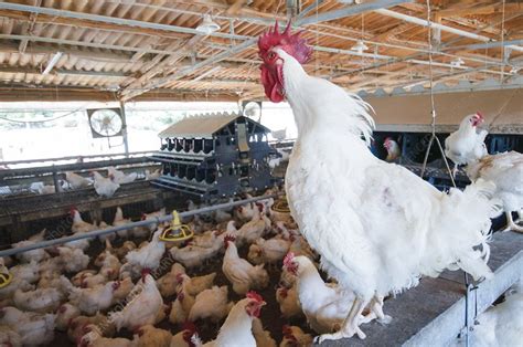 Poultry Breeding Farm Stock Image C017 1291 Science Photo Library