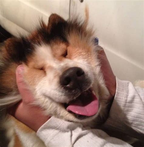 22 Squishy Dog Cheeks That Are Impossible To Resist Squishing