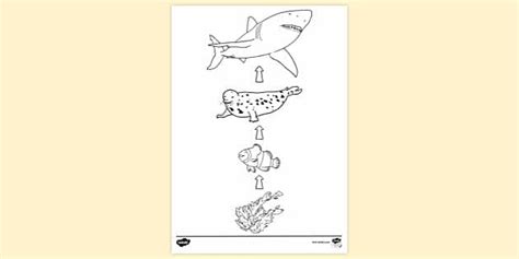 Free Ocean Food Chain Colouring Sheet Colouring Sheets