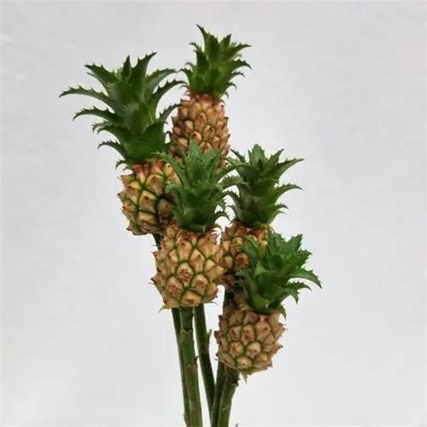 Baby Dwarf Mini Pineapple Flowers J R Roses Wholesale Flowers