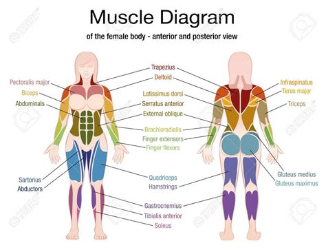 Female Muscles Diagram With Images Muscle Diagram Human Body