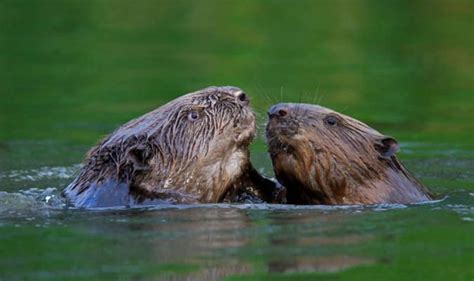 Beavers Protected Under New Law But How Will Farmers React Uk