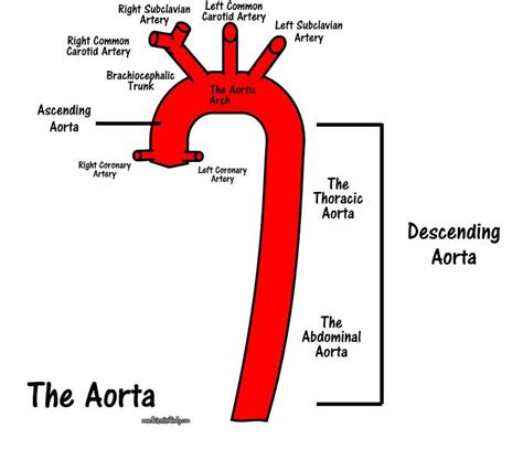 Intro To The Circulatory System Scientist Cindy