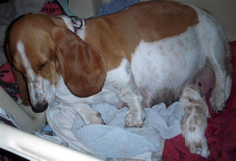 Stella And Pup Puppies Adoption Basset Hound
