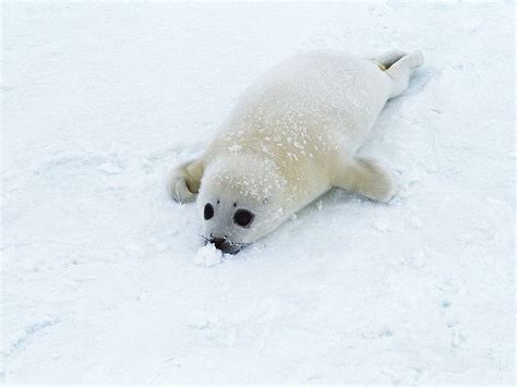 Baby Sea Lion Photo Found Online Baby Seal Cute Seals