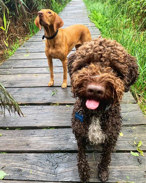 12 Things Lagotto Romagnolo Dogs Do That Drive Us Nuts The Dogman