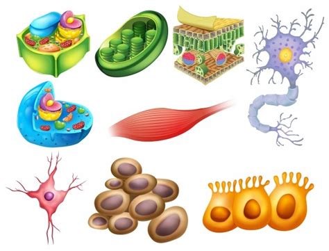 Top Imagenes De Diferentes Tipos De Celulas Del Cuerpo Humano Images And Photos Finder