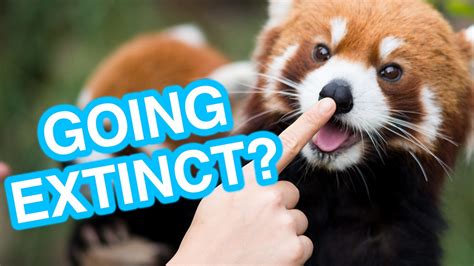 7 Cute Animals That Might Go Extinct Youtube