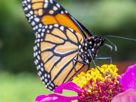 Monarch Butterfly Danaus Plexippus Stock Photo Image Of Plants