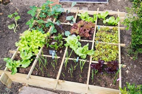 Best Complete Guide For Square Foot Gardening Planting GARDENS NURSERY