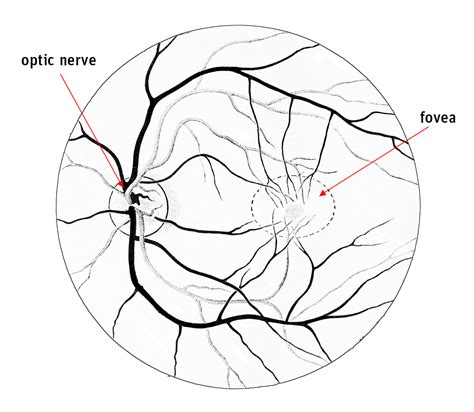 Eye Anatomy Fovea