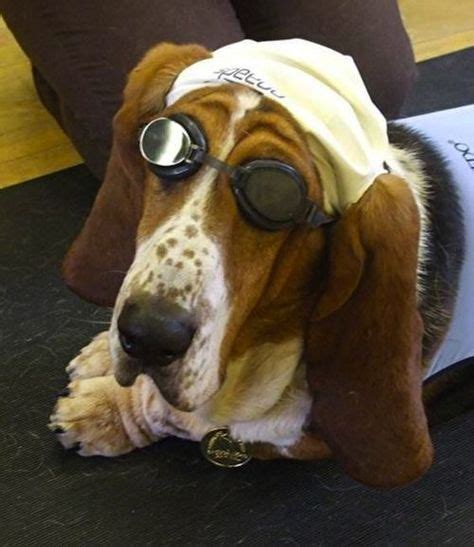 A Dog That Takes Swimming Very Seriously Basset Dog Basset Hound