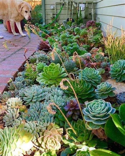 48 Amazingly Beautiful Succulent Garden Ideas Shelterness