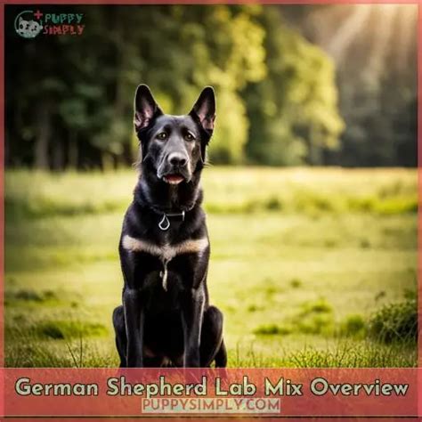 German Shepherd Lab Mix Traits Of This Playful Loyal Crossbreed Dog