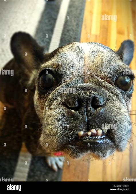 A Cute Old Smiling French Bulldog Stock Photo Alamy