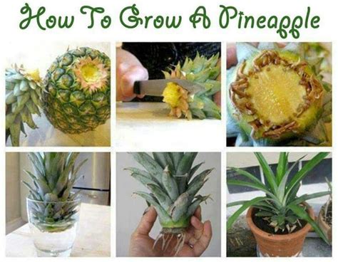 Regrow A Pineapple Plants Growing Pineapple Pineapple Planting