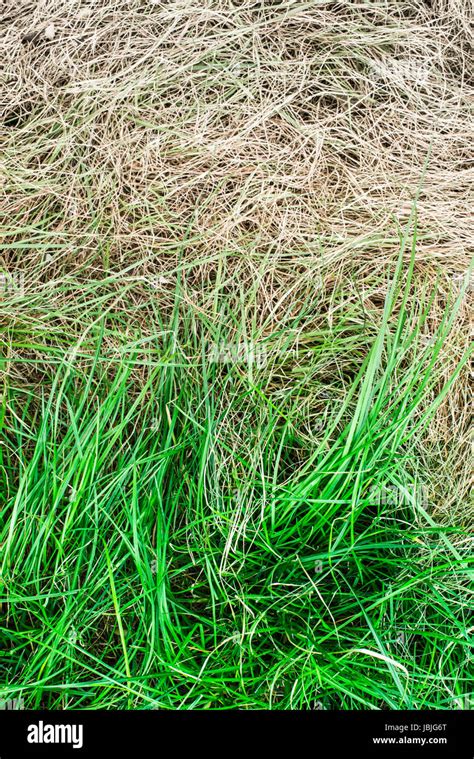 Fresh Green Grass And Yellowed Dry Grass Background Stock Photo Alamy