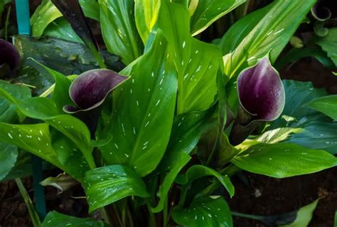 Different Types Of Calla Lily Plus Care Guides Garden Lovers Club
