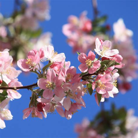 Pink Spring Blossoms Picture | Free Photograph | Photos Public Domain