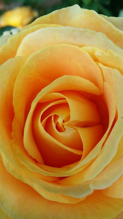 Flowers by candlelight proudly serves yonkers and the surrounding areas. Candlelight | Rose, Petals, Candlelight