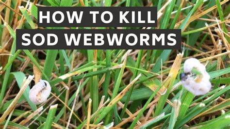 How To Identify And Kill Sod Webworms Youtube