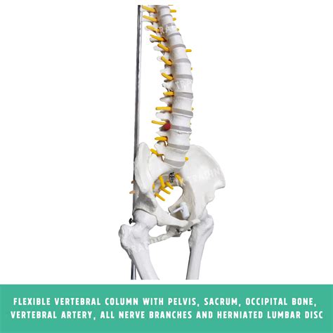 Spine Pelvis Anatomy