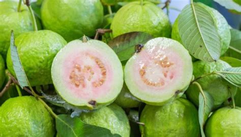 Download guava tree images and photos. 8 Superfood from the Arab World - Arab America