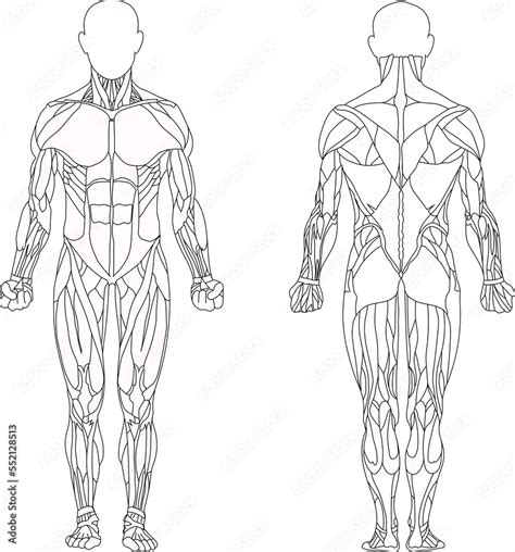 Human Body Muscular System Human Anatomy Front View Rear View Stock