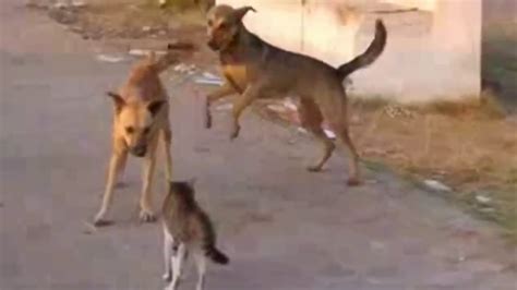 Angry Cats Vs Dogs Funny Compilation Video Ever Cats And Dog Fightmy