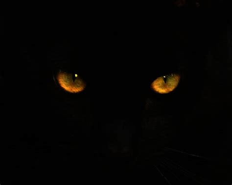 Horror Black Cat Eyes