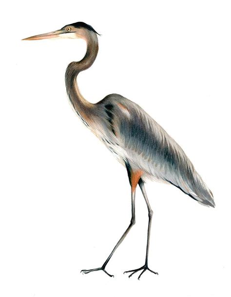 Heron Walking Drawing By Heather Mitchell