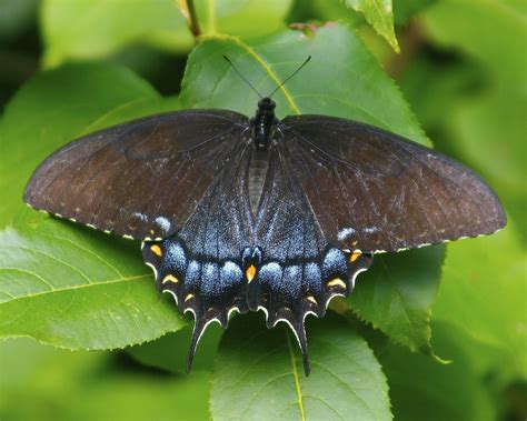 Female Eastern Tiger Swallowtail Black Form Papilio Glau Dan