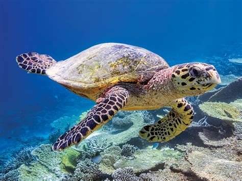 How To Become A Sea Turtle Conservationist BioBubblePets