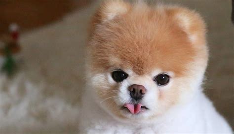 The 10 Most Famous Dogs On The Internet