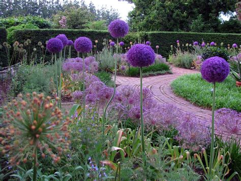 A delightful way to bring dutch magic to your garden or for naturalizing in your lawn. the allium