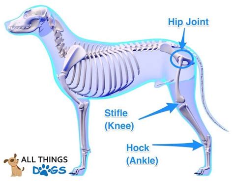 A Visual Guide To Dog Anatomy Muscle Organ And Skeletal Drawings All
