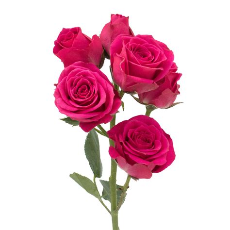 Hot Pink Spray Roses Premium Quality Farm Direct Magnaflor