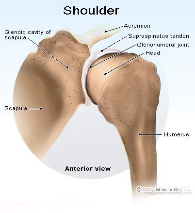 There are several other small bones which make up the face. Shoulder Dislocation Treatment, Recovery & Symptoms